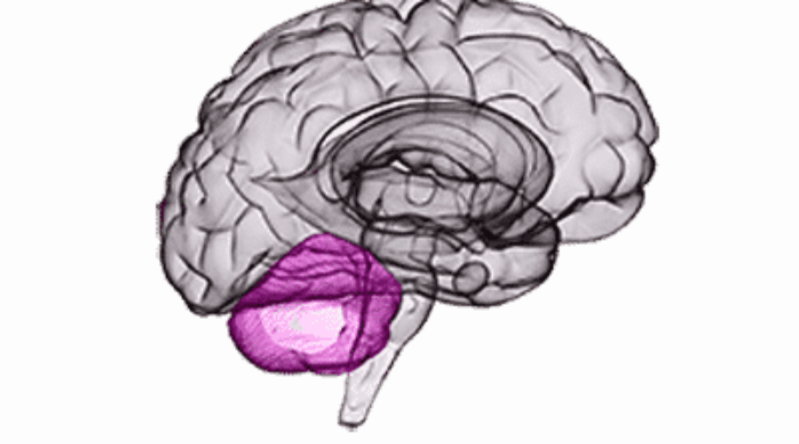 Cognition, Emotion and the Cerebellum