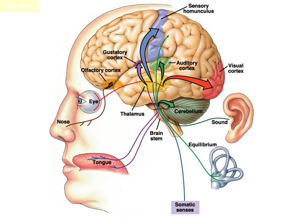 Brain Sensory Input