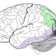 “New Approaches to Visual Rehabilitation for Cortical Blindness:  Outcomes and Putative Mechanisms”